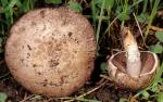 Agaricus cupreo-brunneus - Fungi Species | sokos jishebi | სოკოს ჯიშები